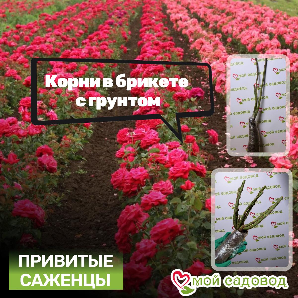 Роза Леди Гарденер