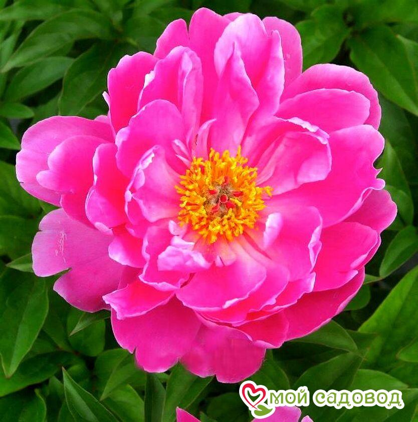 Пион Найс Гал