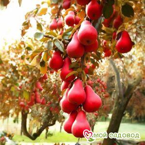 Груша Фриссбери